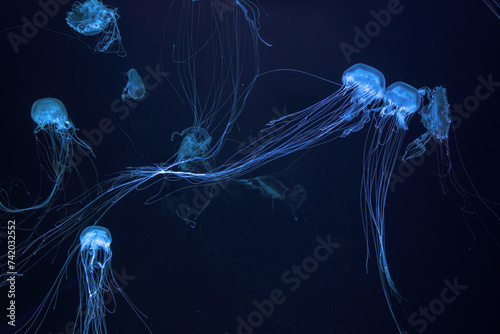 Atlantic sea nettle, Chrysaora quinquecirrha, East Cost sea nettle. Group of fluorescent jellyfish floating in aquarium with blue neon light. Theriology, biodiversity, undersea life, aquatic organism photo