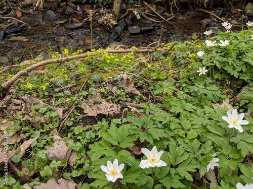 Opposite-leaved Golden Saxifrage (Chrysosplenium oppositifolium) and Wood Anemone (Anemone nemorosa) on a British woodland floor in spring photo