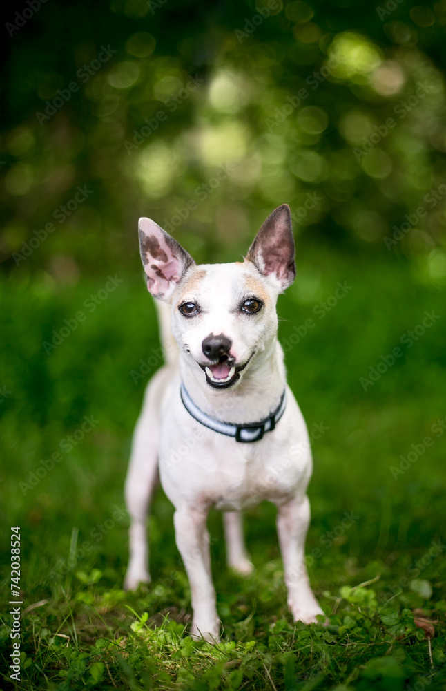 A small Terrier x Chihuahua mixed breed dog with a cleft palate