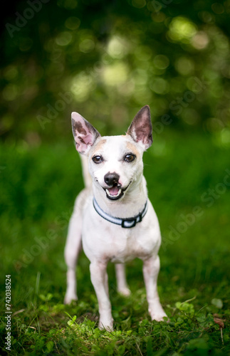 A small Terrier x Chihuahua mixed breed dog with a cleft palate