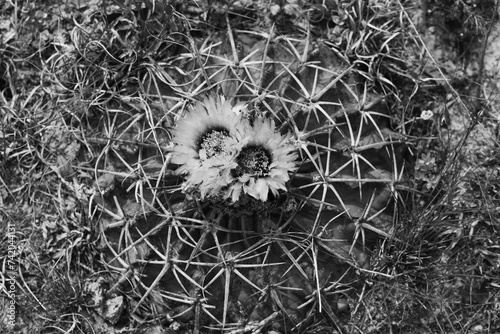 Echinocactus texensis, horse crippler cactus in bloom during spring season in Texas landscape closeup from top view in black and white. photo