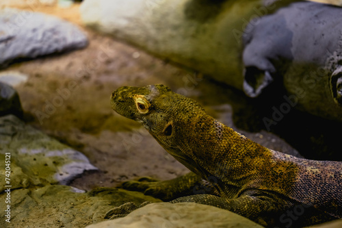Photography animals, fish, aquarium, tank , ocean, travel, abstract, blue, sea, beach, tropi