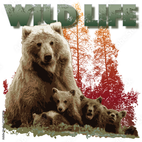WILD LIFE - Bear
