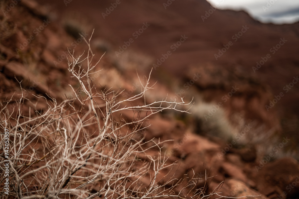 Obraz premium Dry Sticks Dead Plant in Dark Desert Mars Looking Area Empty Space