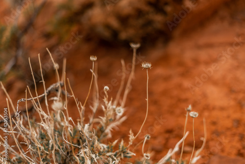 Little Dead Flowering Dried Plants Orange Red Rocks Ivins Utah St. George Winter