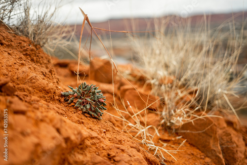 Little Tiny Plant Growing in Orange Red Rocks Ivins Utah St. George Winter