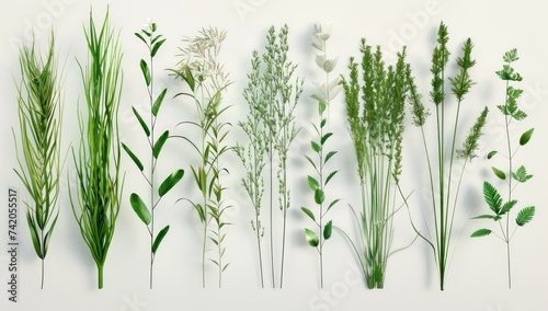 a bunch of different kinds of grasses and leaves, in the style of realistic details, absinthe culture, high detailed, organic simplicity photo