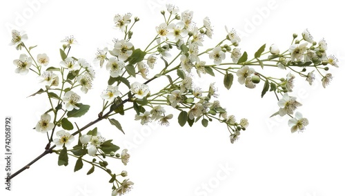 bunch of wild flowers on a white background, in the style of realistic textures, detailed botanic studies, collage elements