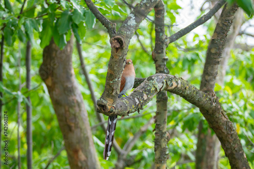 Bird (Piaya cayana) perched on branch of rainforest tree in selective focus photo