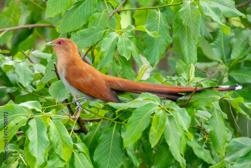 Bird (Piaya cayana) perched on branch of rainforest tree in selective focus photo