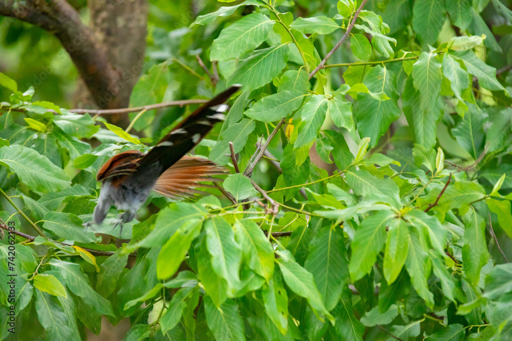 Bird (Piaya cayana) perched on branch of rainforest tree in selective focus