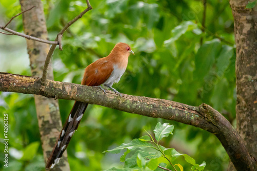 Bird (Piaya cayana) perched on branch of rainforest tree in selective focus photo