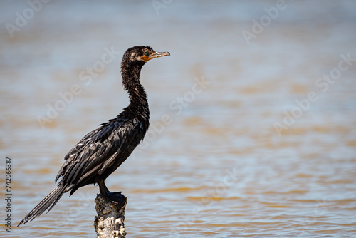 Neotropical Cormorant (Nannopterum brasilianus). Beautiful black bird with eyes poses in profile standing on a wooden log in the water. photo