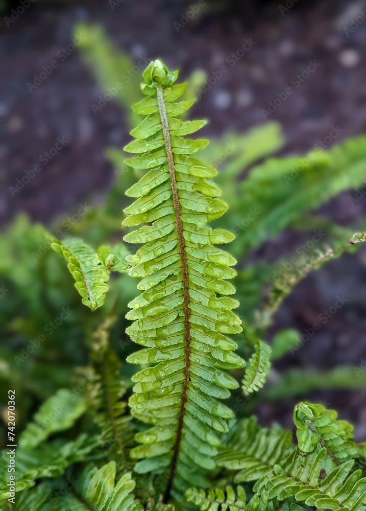 California sword fern in the forest