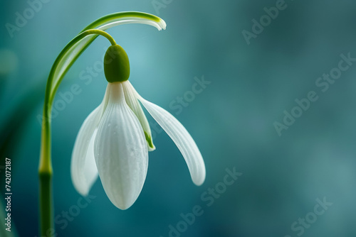 First spring flowers, snowdrop close-up. Background with selective focus and copy space photo