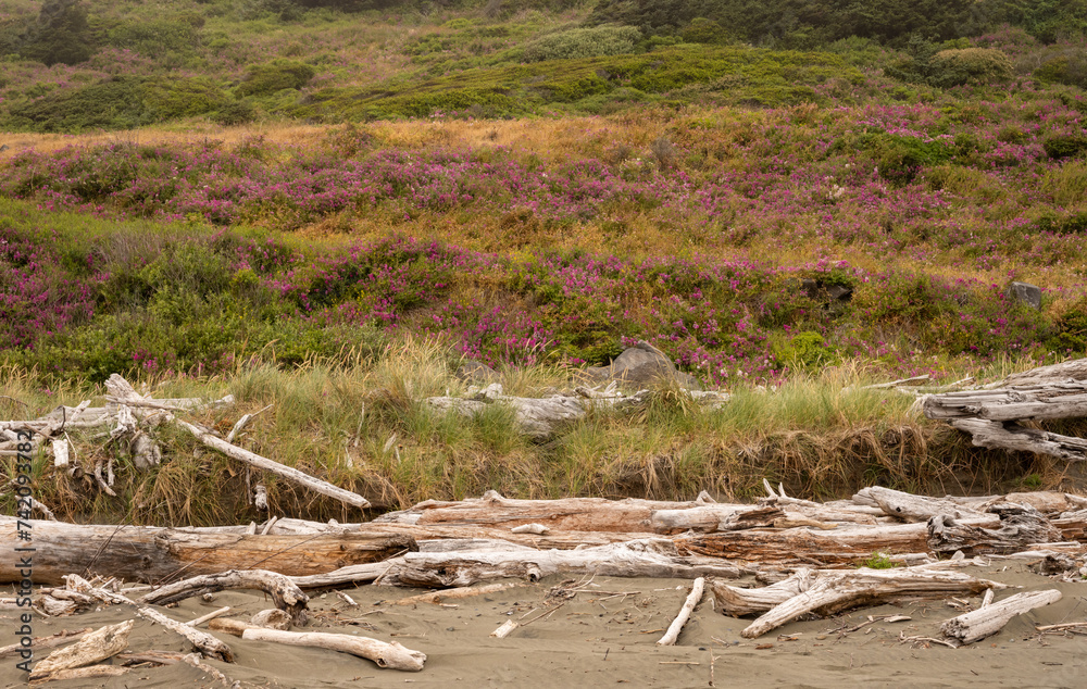 Driftwood Covers The Back Edge Of Meyers Beach With Flowers Blooming On The Hills Driftwood Covers The Back Edge Of Meyers Beach With Flowers Blooming On The Hills