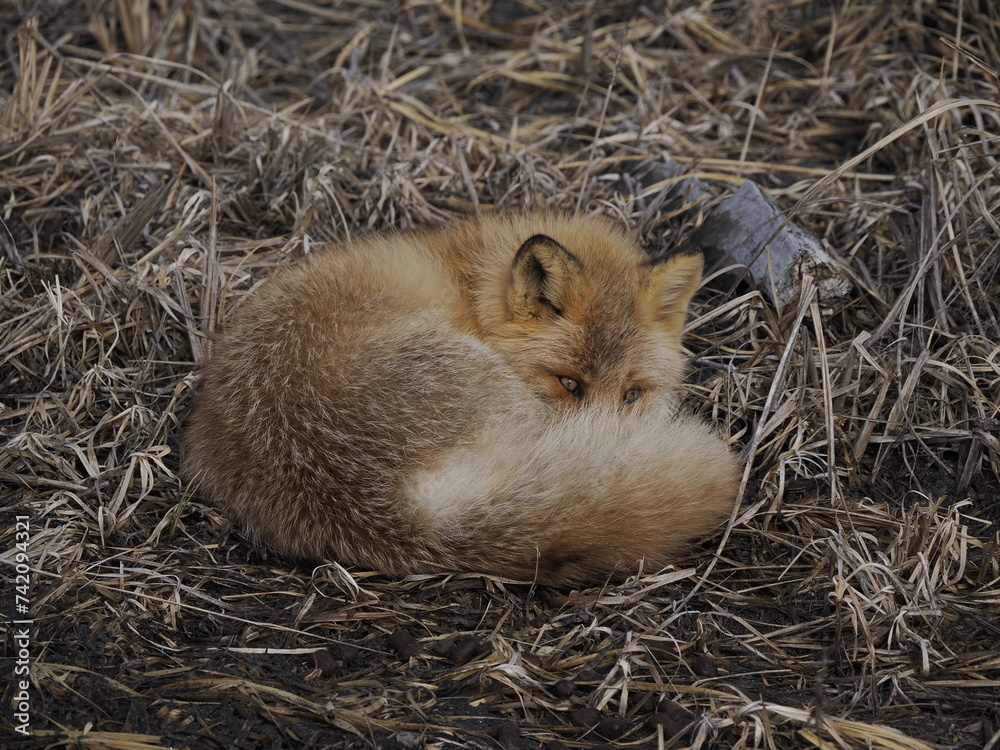 Fototapeta premium Hokkaido, Japan - February 19, 2024: A Sleepy Ezo red fox or kitakitsune or Vulpes vulpes schrencki at Notsuke Peninsula in Hokkaido, Japan 