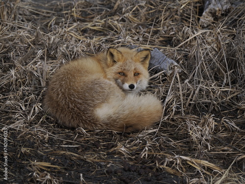 Hokkaido, Japan - February 19, 2024:  A Sleepy Ezo red fox or kitakitsune or Vulpes vulpes schrencki at Notsuke Peninsula in Hokkaido, Japan
 photo