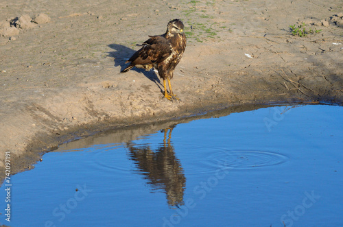 Snail Kite using the lake as a mirror photo