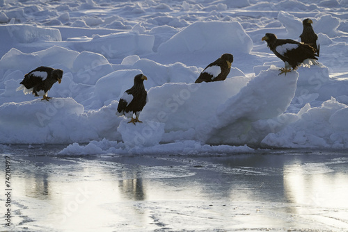 Hokkaido, Japan - February 19, 2024: Steller's sea eagles on drift ice near Rausu Fishing Port in Hokkaido, Japan photo