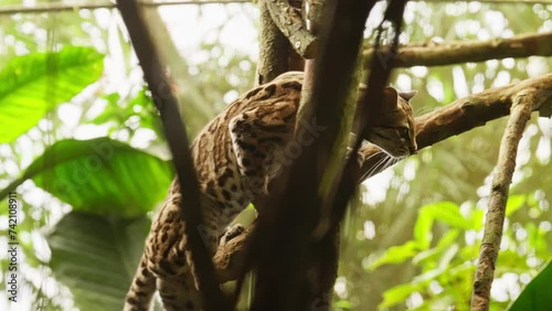 Margay Cat Cautiously Ascending A Tree