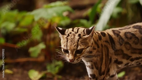 Margay Sniffing The Ground In Lush Plant Environment