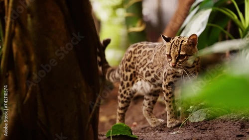 Margay Scanning Environment In Forest photo