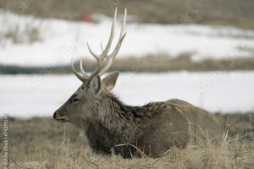 Hokkaido, Japan - February 19, 2024: Herd of Hokkaido Sika Deer or Ezoshika at Notsuke Peninsula in Hokkaido, Japan photo