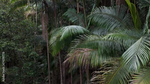 Ascending Through Wollumbin Rainforest Canopy - A Drone's Journey