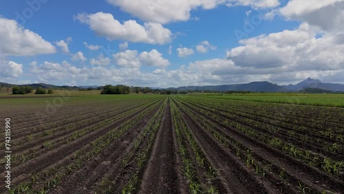 Low Flight Over Tweed Valley Sugarcane Rows with Wollumbin in Distance photo