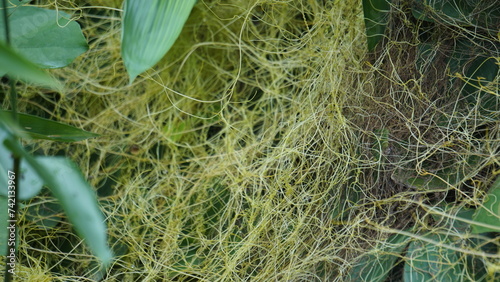 Cuscuta (tali putri, dodder, amarbel). Dodder is parasitic on a very wide variety of plants, including a number of agricultural and horticultural crop species photo