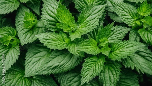  Vibrant green leaves of a plant, close-up