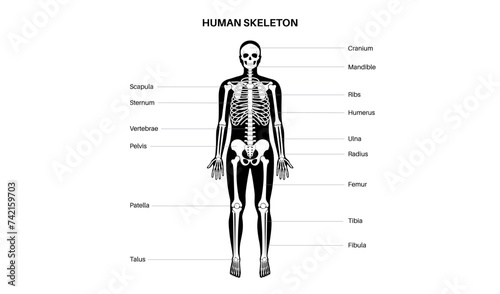 Human skeleton anatomy photo
