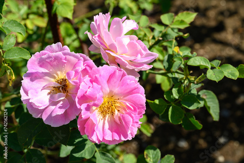 Beautiful pink roses blooming in flower garden  Spring season