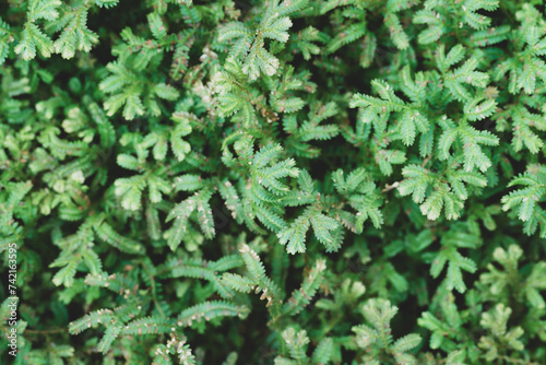 Green leaves nature background  Green Selaginella  spikemoss or lesser clubmoss