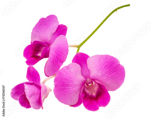 Pink orchid on white background  Orchid flower isolated on white with clipiing path.