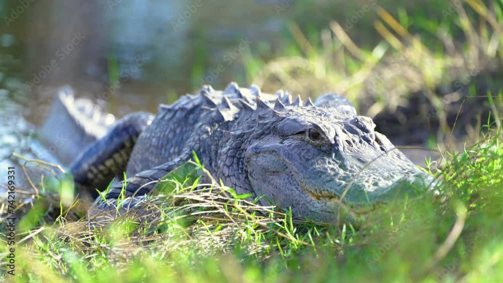 Alligator in Florida natural environment. Reptilian predator native to ...