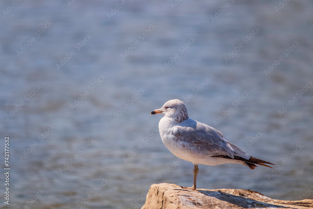 The ring-billed gull (Larus delawarensis) perching against blurred blue background The ring-billed gull (Larus delawarensis) perching against blurred blue background