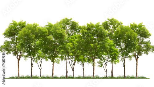 A row of vibrant green trees with a clear white background  suitable for design and environmental themes. 