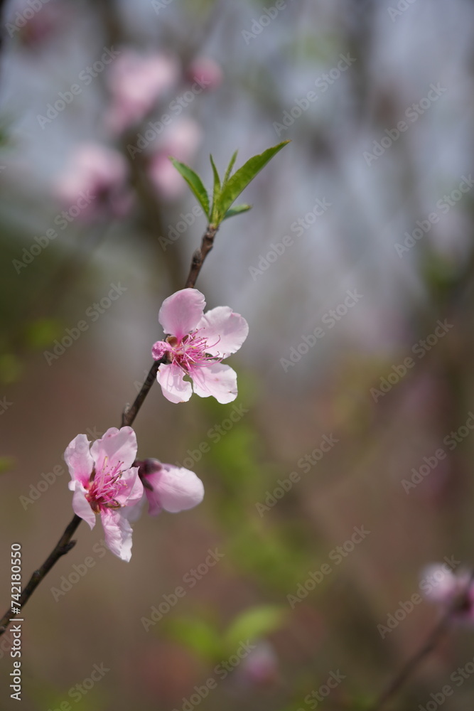 Fototapeta premium Pink Blossom