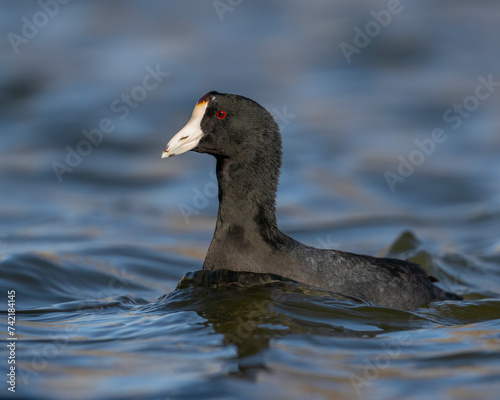 American Coot photo