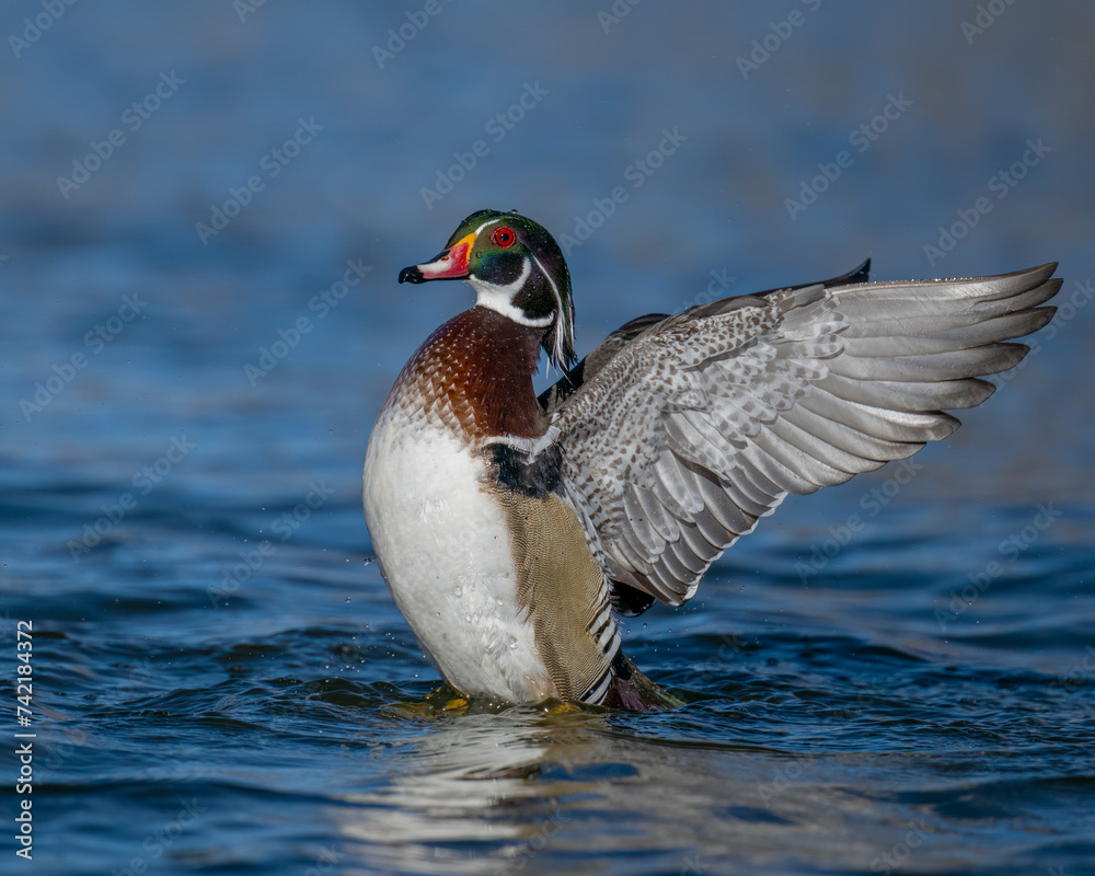 Male Wood Duck wing flap