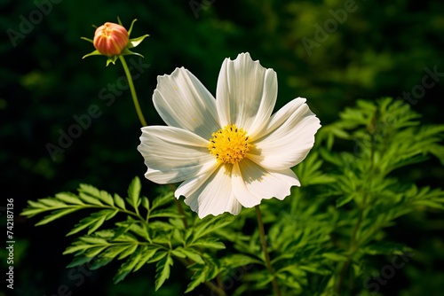 A daisy flower its petals radiant. The Graceful Beauty of White Daisy Blossoms.