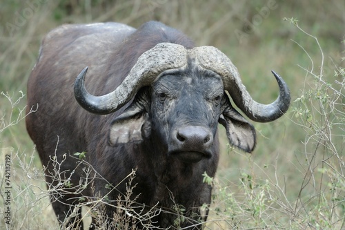 Wild African Buffalo