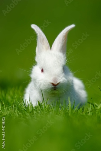 Funny Little White Rabbit Spring Green Grass