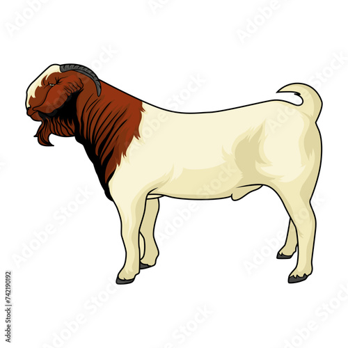 Boer Goat Buck Capturing the Essence of Livestock Superiority