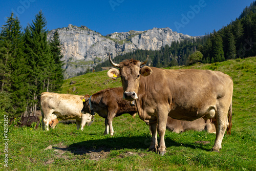 Cow with horns, cattle horned. Brown cow in front of mountain landscape. Cattle on a mountain pasture. Village location, Switzerland. Cow at alpine meadow. Cow grazing on meadow. © Volodymyr