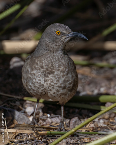 Curve-billed Thrasher photo