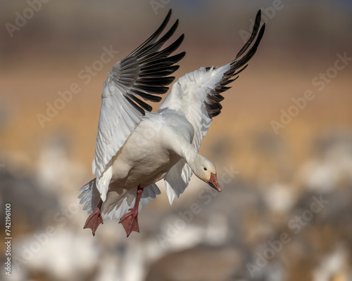 Snow Goose in flight photo