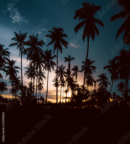  Silhouette of Palm Trees at Sunset near Balikpapan city, Indonesia.